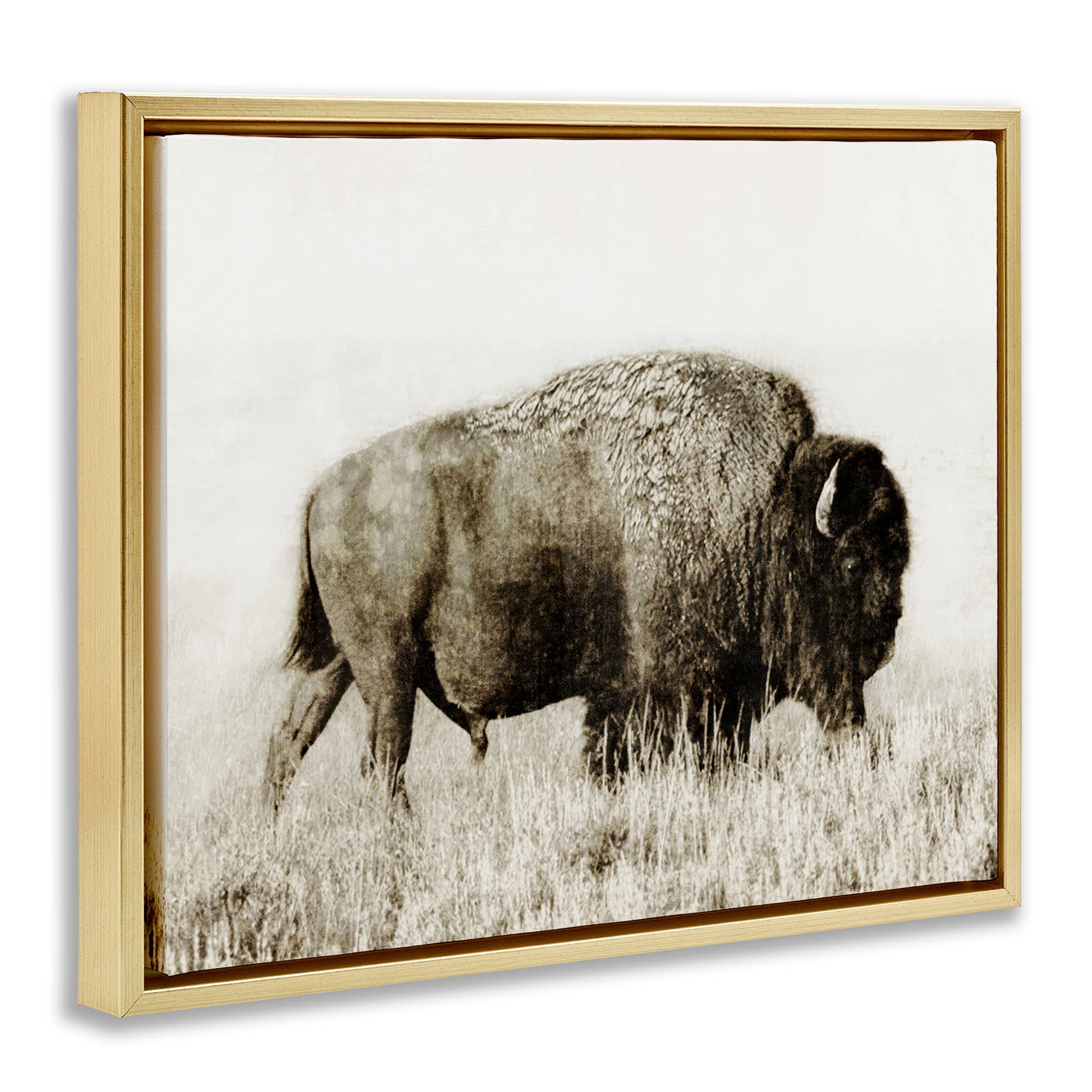 Bison Grazing in Field Floater Framed Art