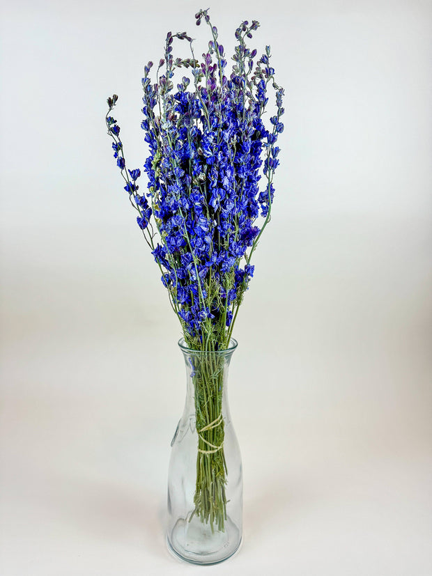 Larkspur - Dark Blue Imperial Double Bloom Naturally Dried