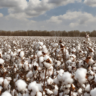 Fresh Cotton Diffuser Oil