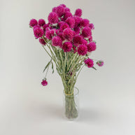 Hot Pink Globe Amaranth – Naturally Dried Flowers