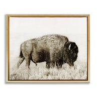 Bison Grazing in Field Floater Framed Art