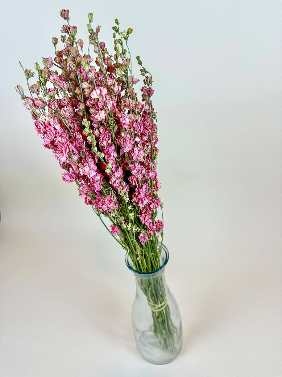 Larkspur - Carmine/Pink  Double Bloom Naturally Dried