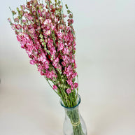 Larkspur - Carmine/Pink  Double Bloom Naturally Dried