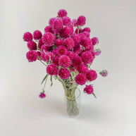 Hot Pink Globe Amaranth – Naturally Dried Flowers