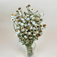 Ammobium – Delicate White Dried Flowers