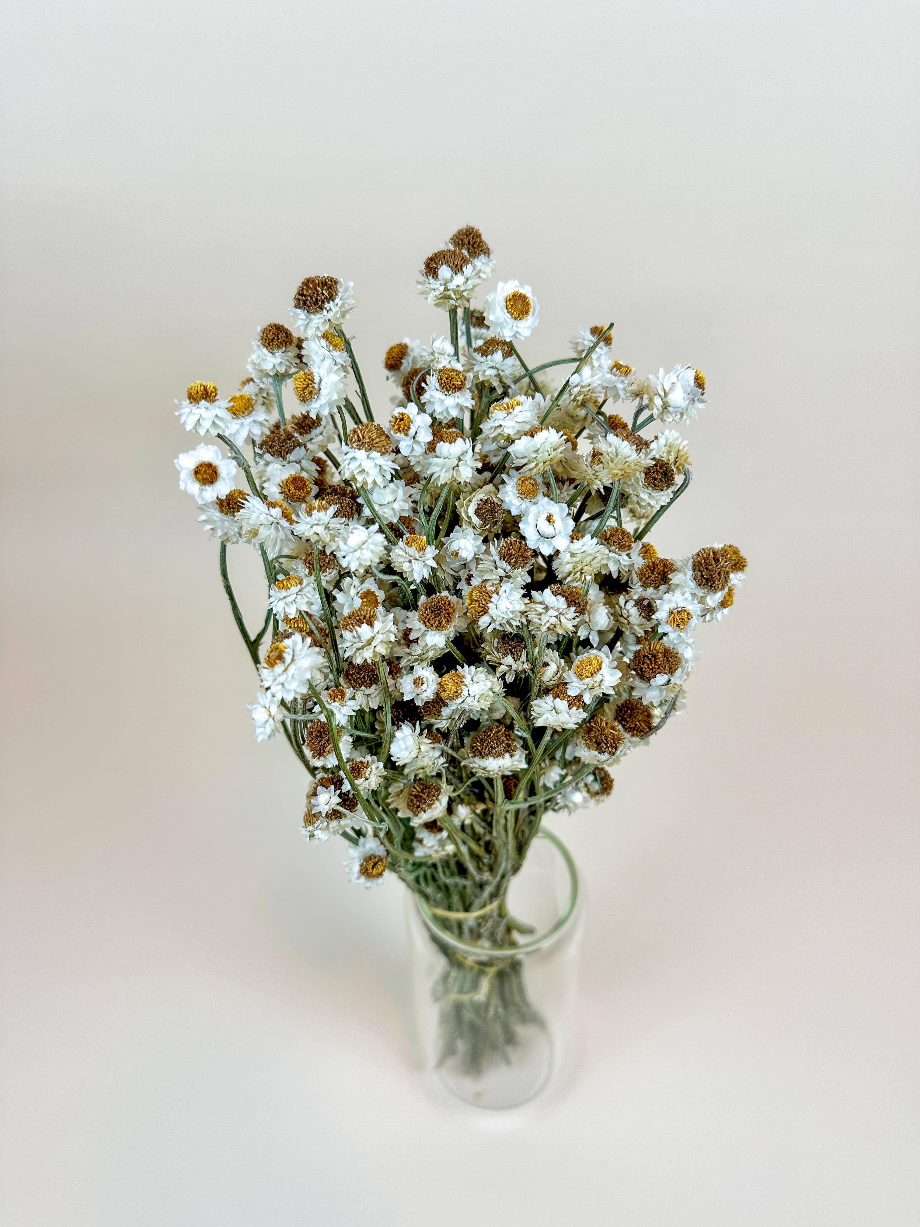 Ammobium – Delicate White Dried Flowers