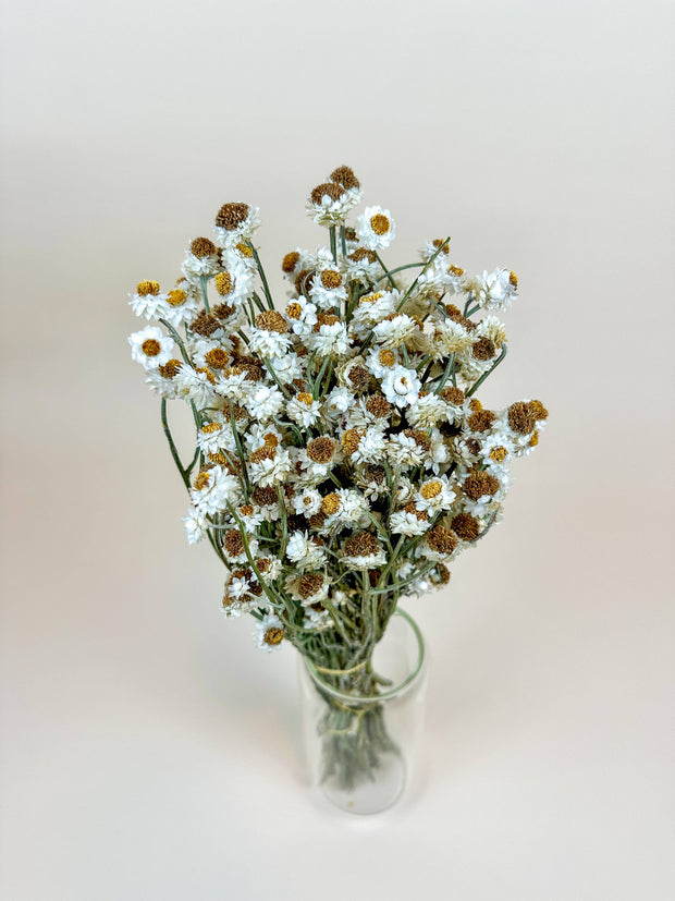 Ammobium – Delicate White Dried Flowers