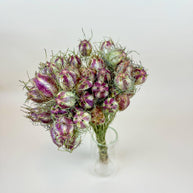 Nigella (Love-in-a-Mist) – Naturally Dried Seed Pods