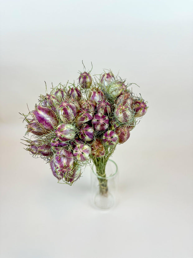 Nigella (Love-in-a-Mist) – Naturally Dried Seed Pods