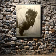 Buffalo Icon Art Print