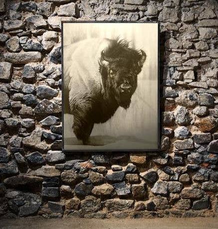 Buffalo Icon Art Print
