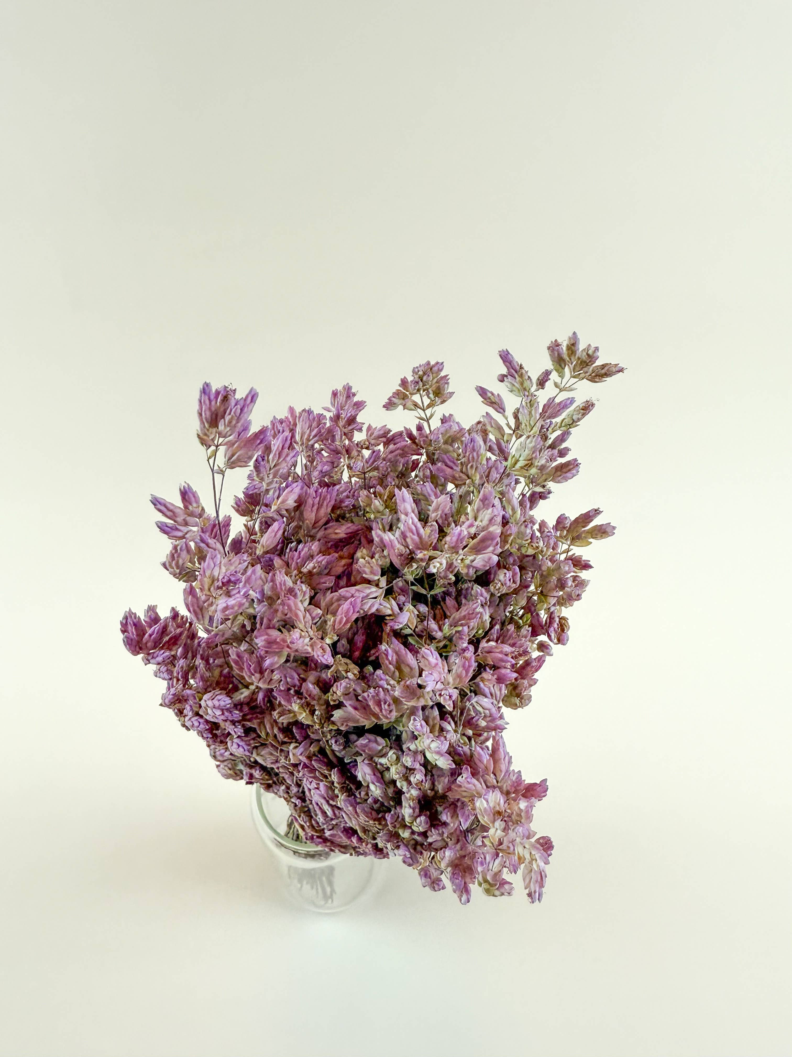 Santa Cruz Oregano – Naturally Air-Dried Decorative Herb