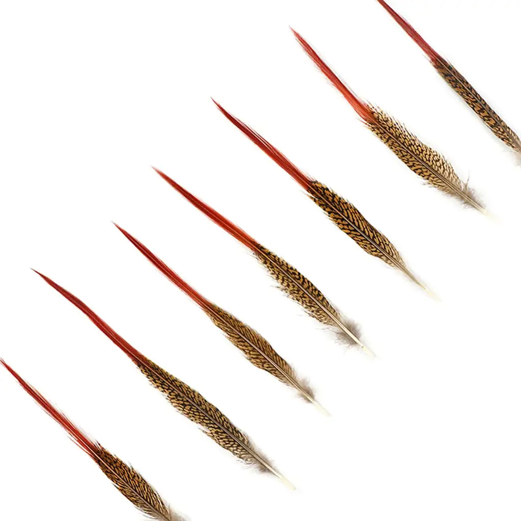 Golden Pheasant Red Top Tails 10-12"- Natural