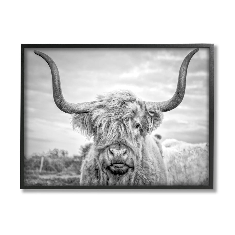 Black and White Highland Cow Photograph Framed