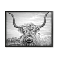 Black and White Highland Cow Photograph Framed