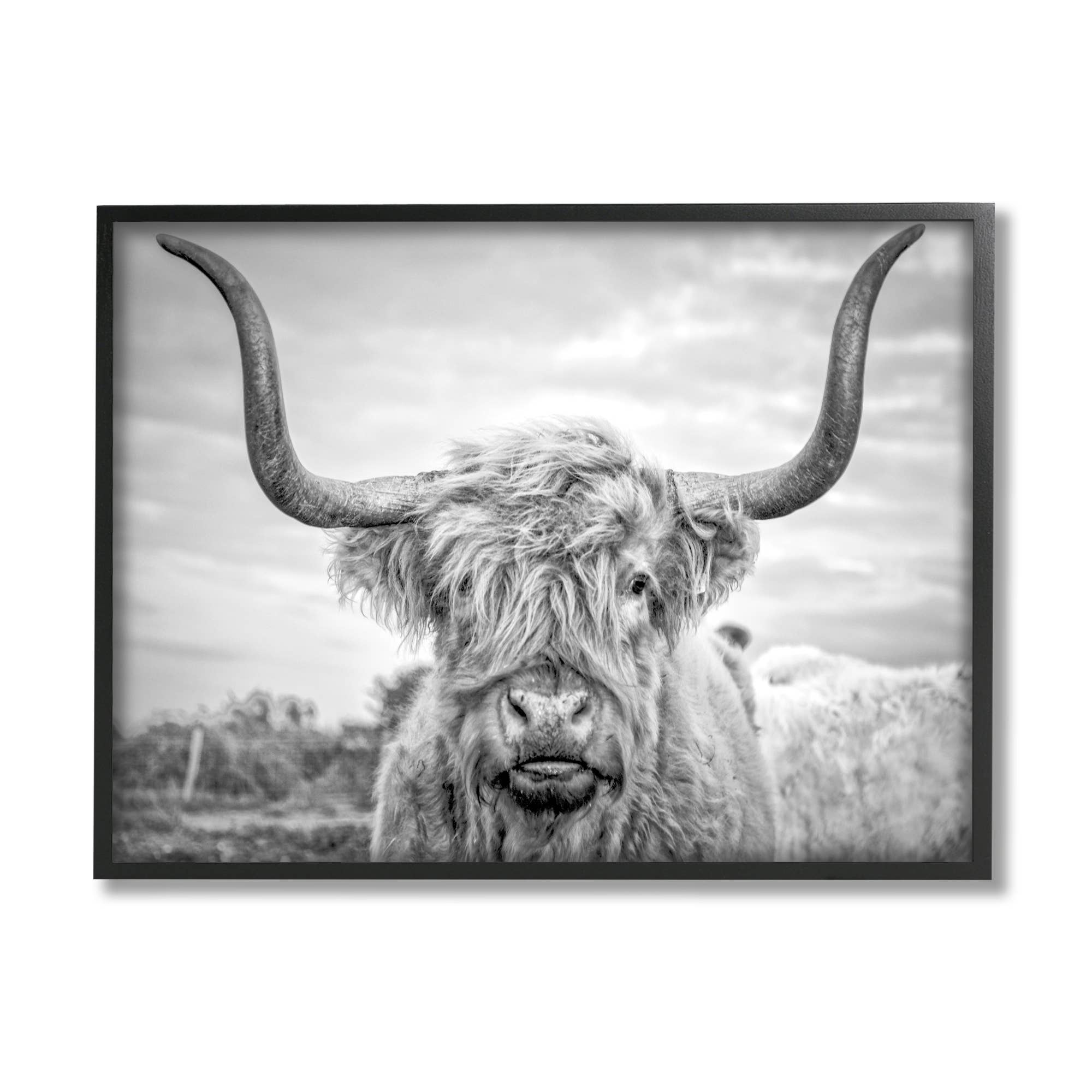 Black and White Highland Cow Photograph Framed