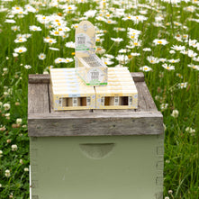 Whipped Mini Honey Sampler