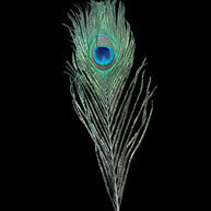 Peacock Feathers
