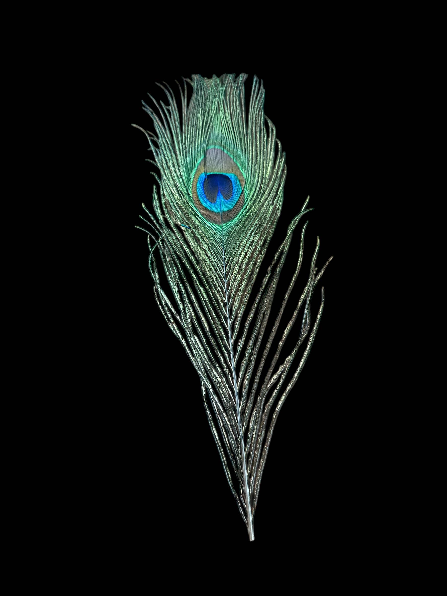 Peacock Feathers