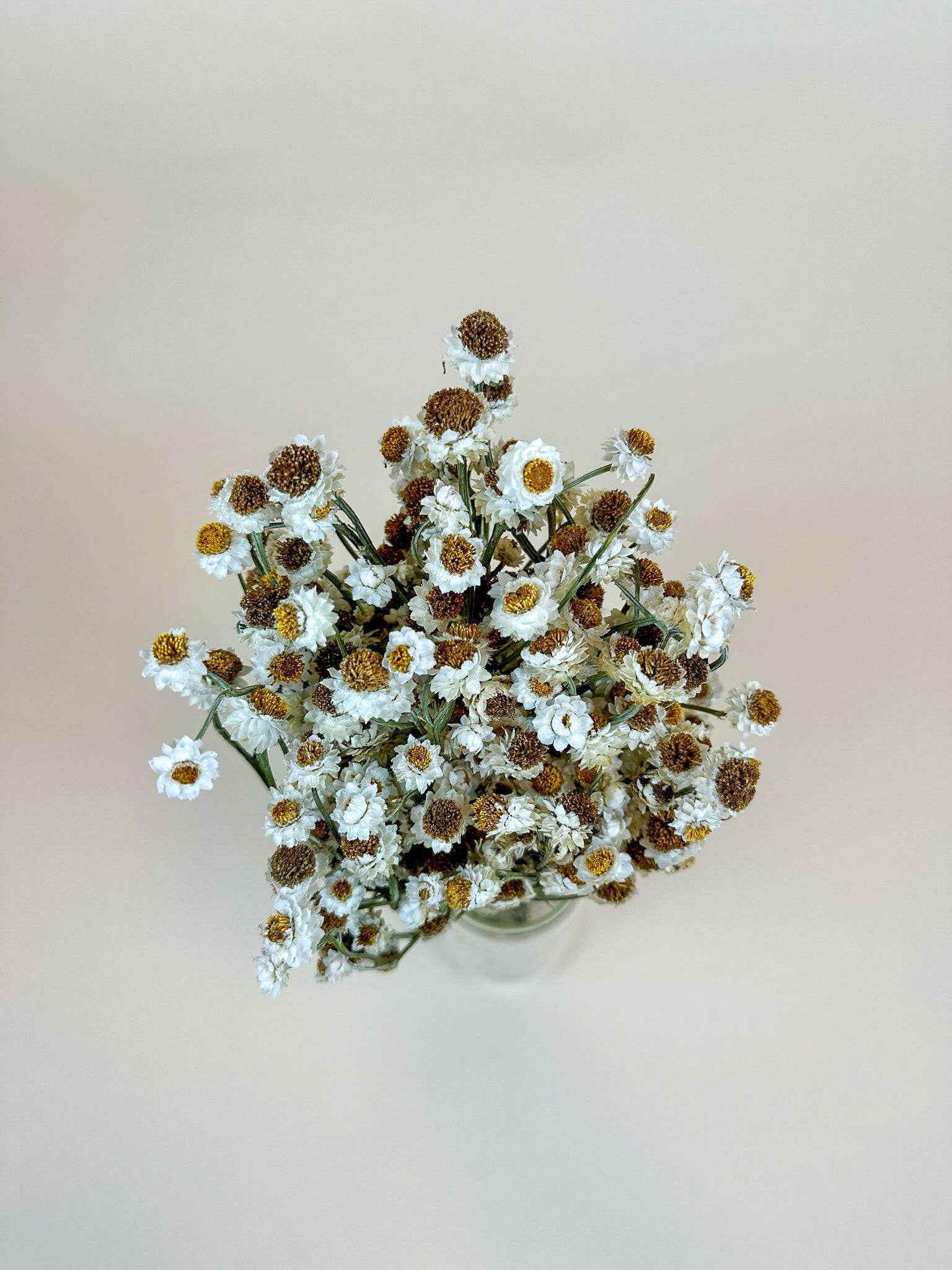 Ammobium – Delicate White Dried Flowers