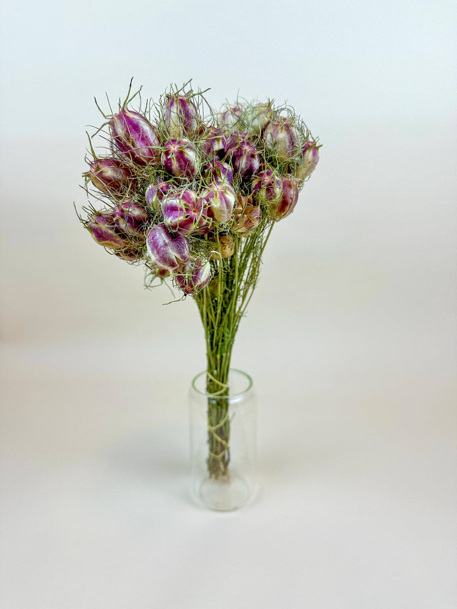 Nigella (Love-in-a-Mist) – Naturally Dried Seed Pods