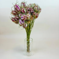 Nigella (Love-in-a-Mist) – Naturally Dried Seed Pods