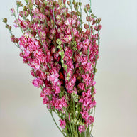 Larkspur - Carmine/Pink  Double Bloom Naturally Dried