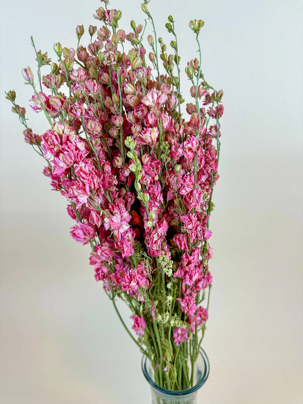 Larkspur - Carmine/Pink  Double Bloom Naturally Dried