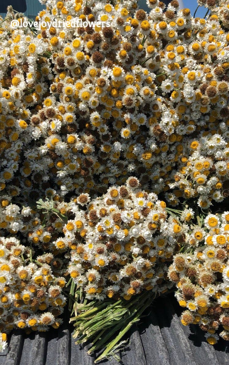 Ammobium – Delicate White Dried Flowers