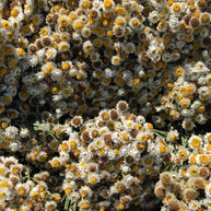 Ammobium – Delicate White Dried Flowers