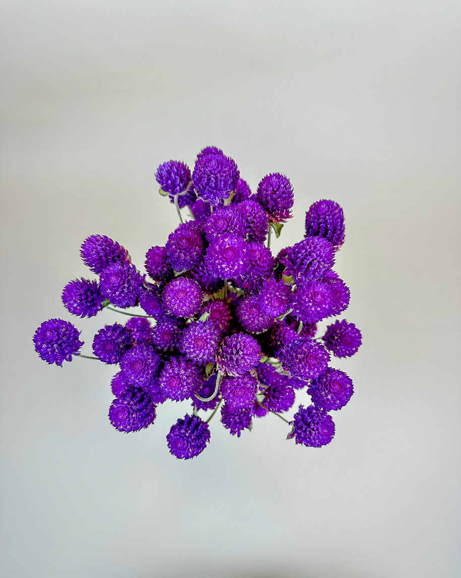 Purple Globe Amaranth – Naturally Dried Flowers