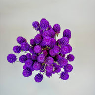 Purple Globe Amaranth – Naturally Dried Flowers