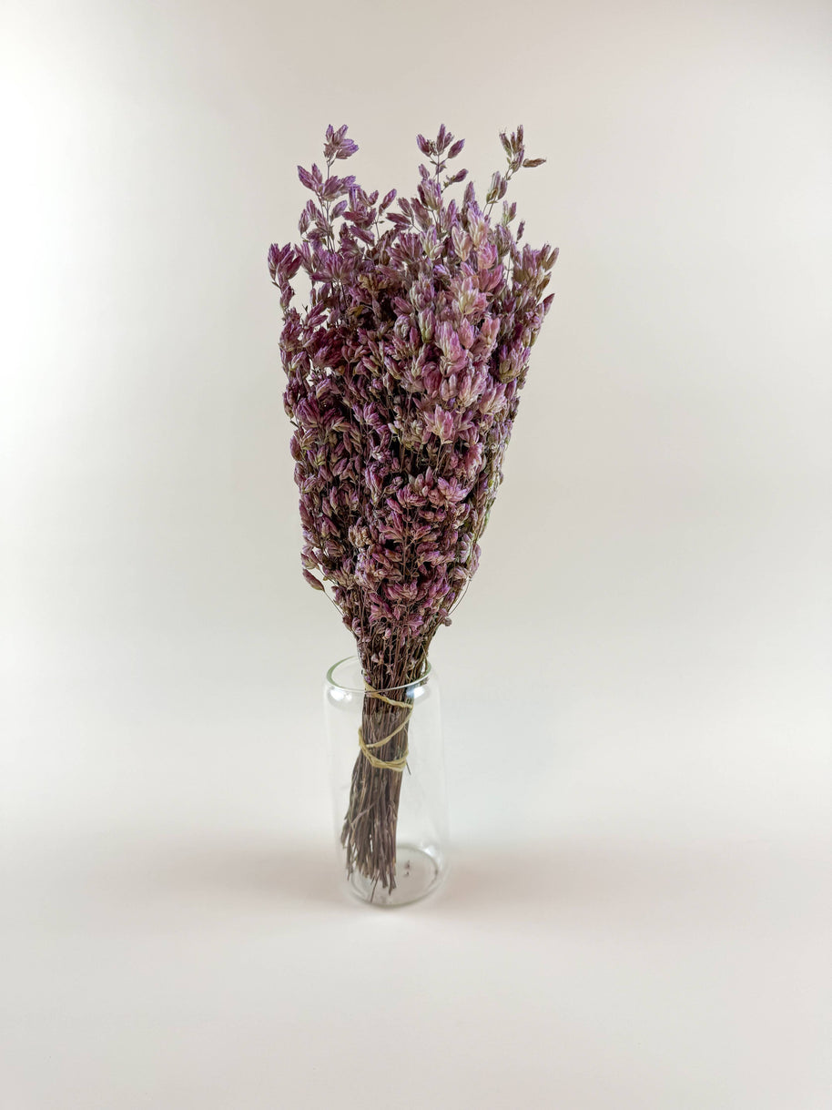 Santa Cruz Oregano – Naturally Air-Dried Decorative Herb