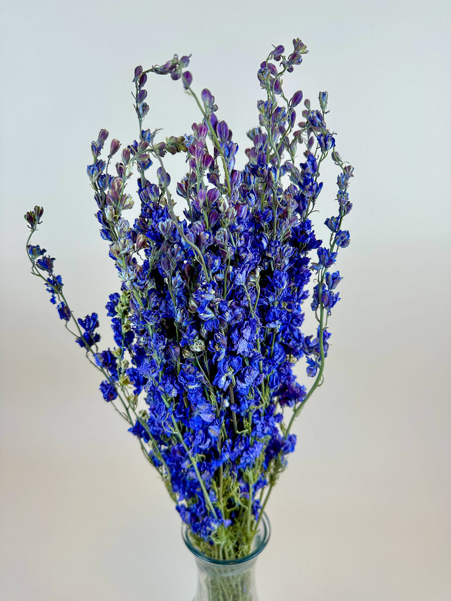 Larkspur - Dark Blue Imperial Double Bloom Naturally Dried