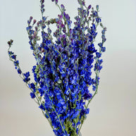 Larkspur - Dark Blue Imperial Double Bloom Naturally Dried