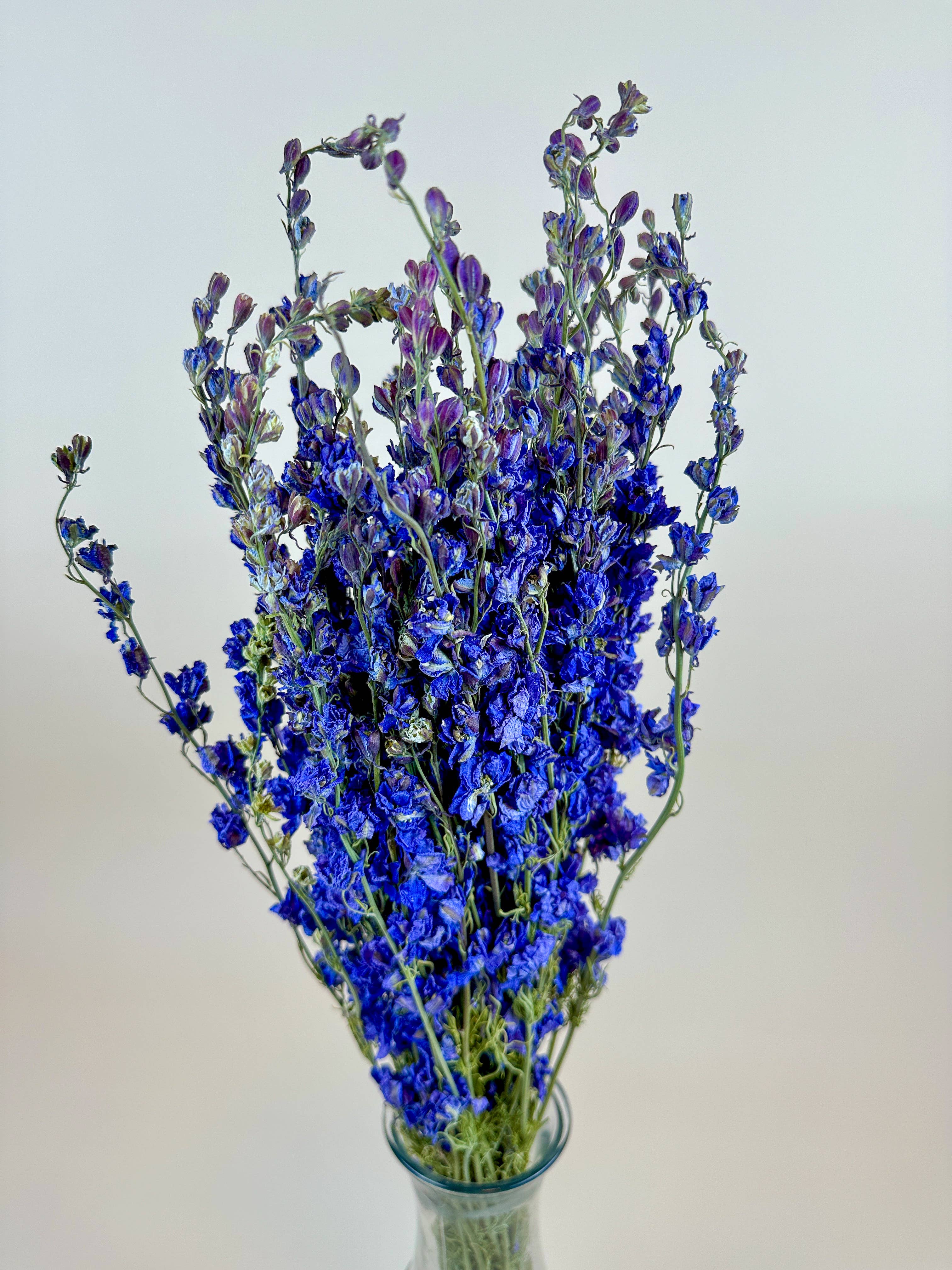 Larkspur - Dark Blue Imperial Double Bloom Naturally Dried