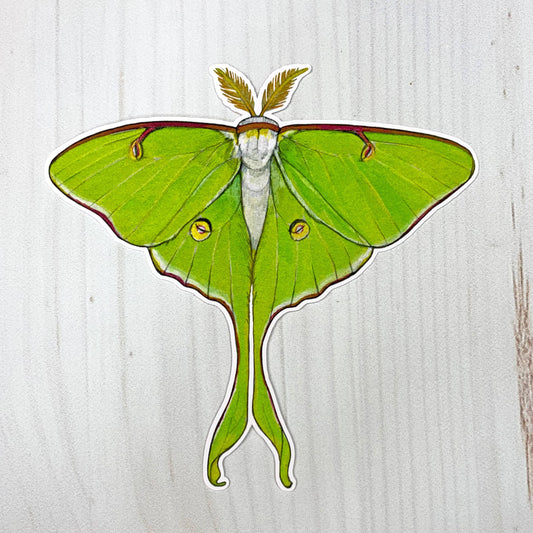 Luna Moth Matte Vinyl Sticker