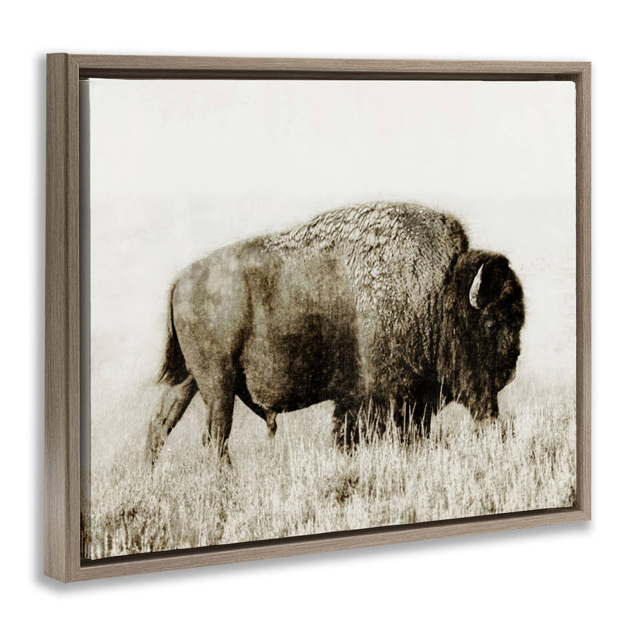 Bison Grazing in Field Floater Framed Art
