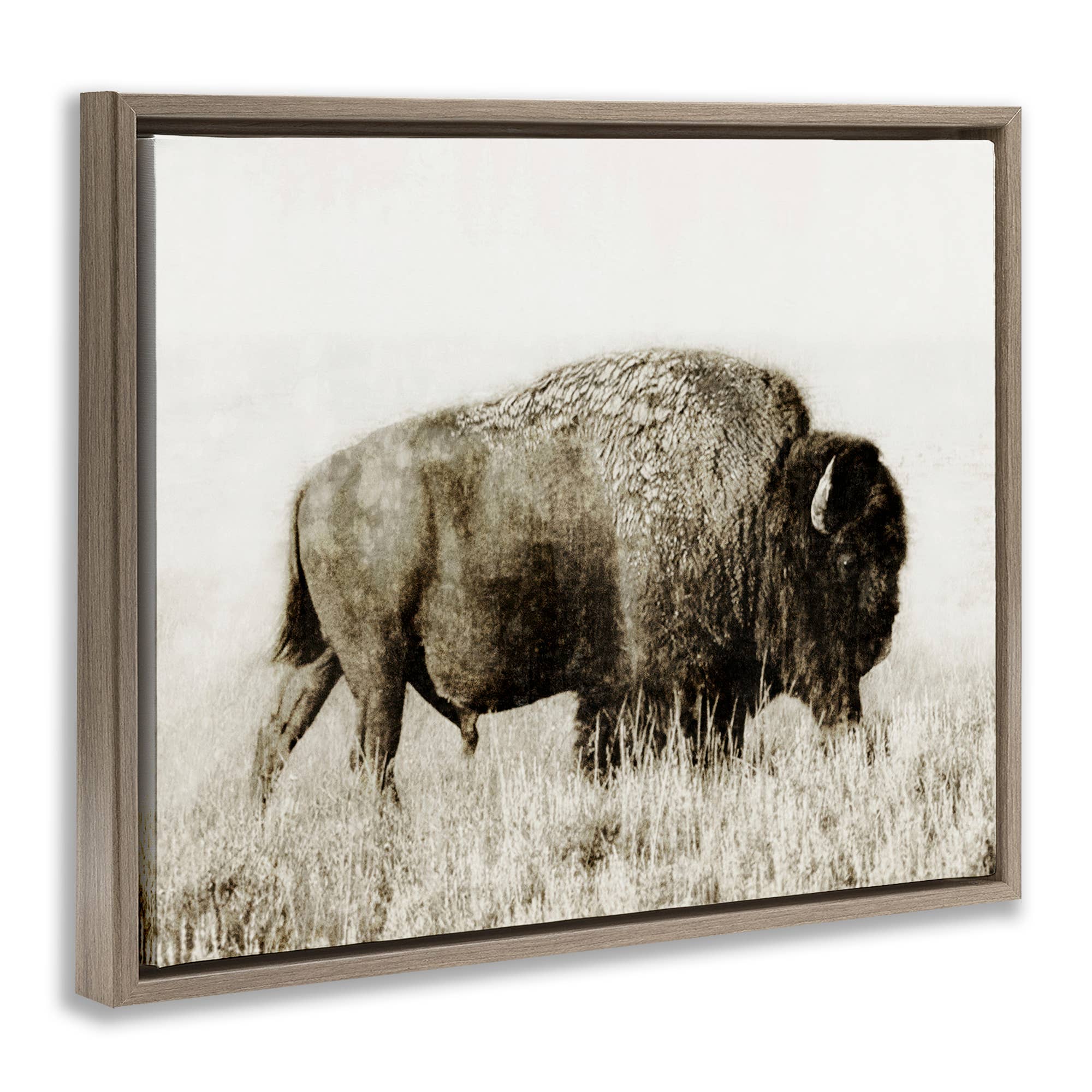 Bison Grazing in Field Floater Framed Art