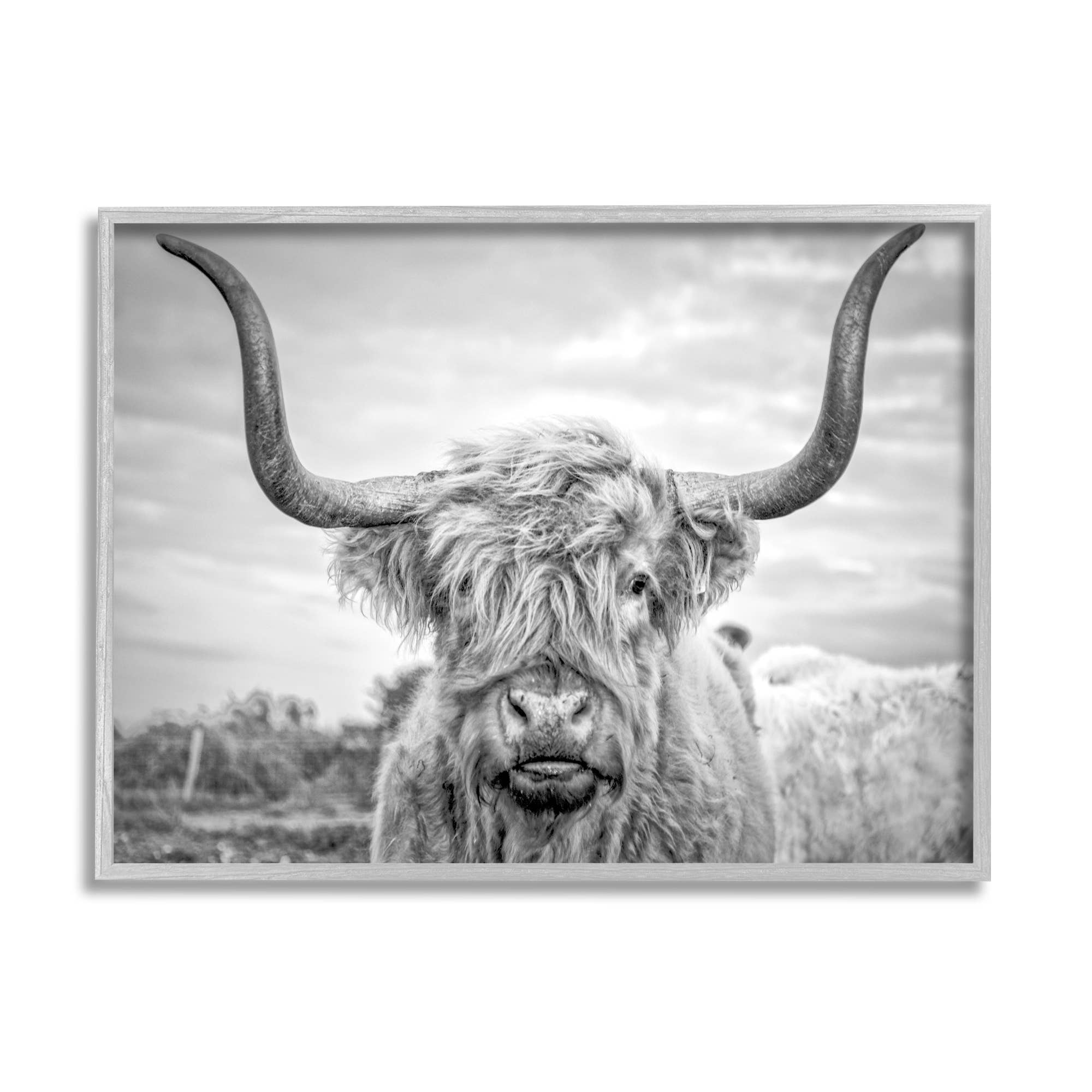 Black and White Highland Cow Photograph Framed