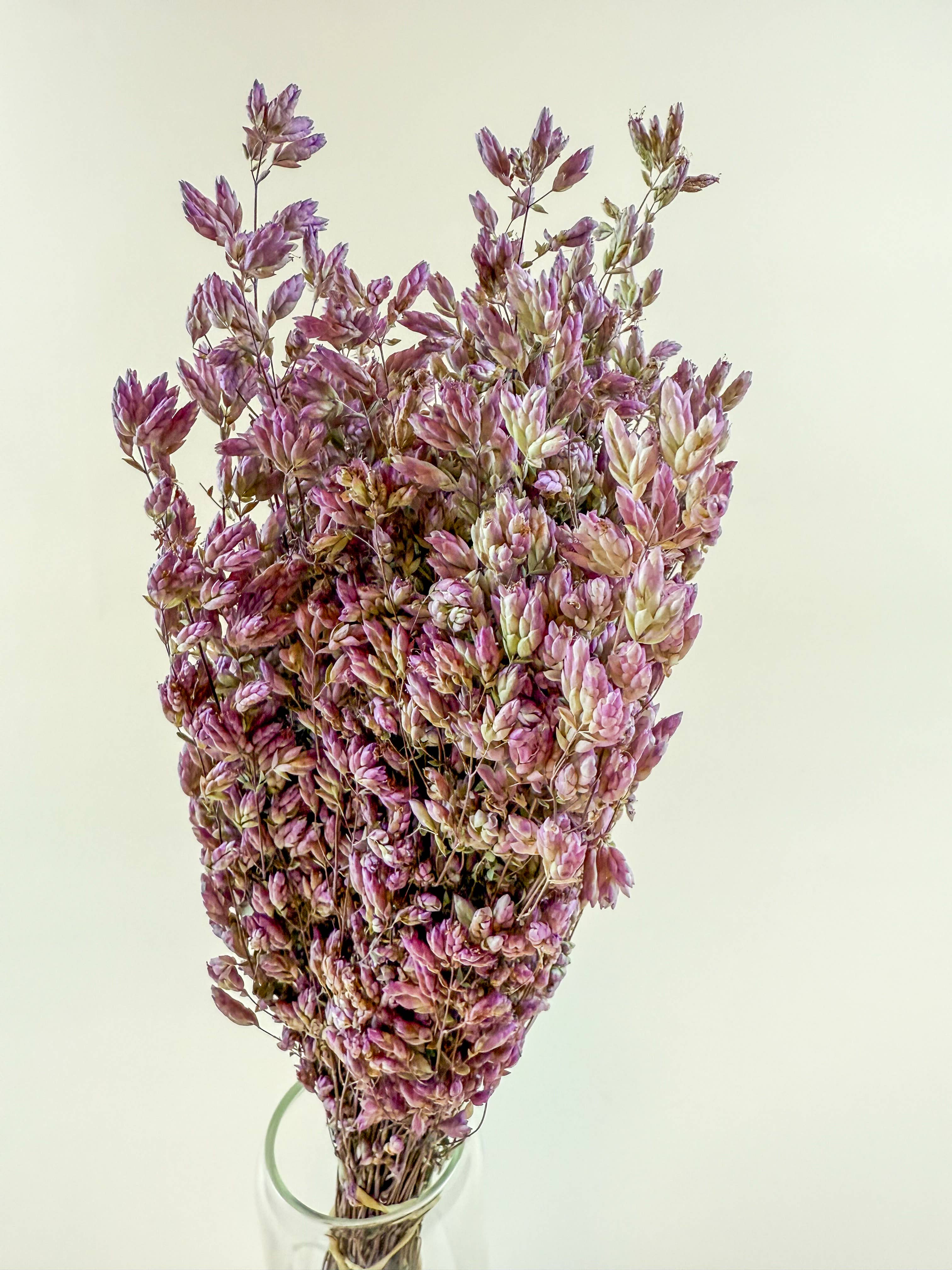 Santa Cruz Oregano – Naturally Air-Dried Decorative Herb