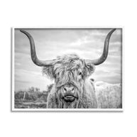 Black and White Highland Cow Photograph Framed