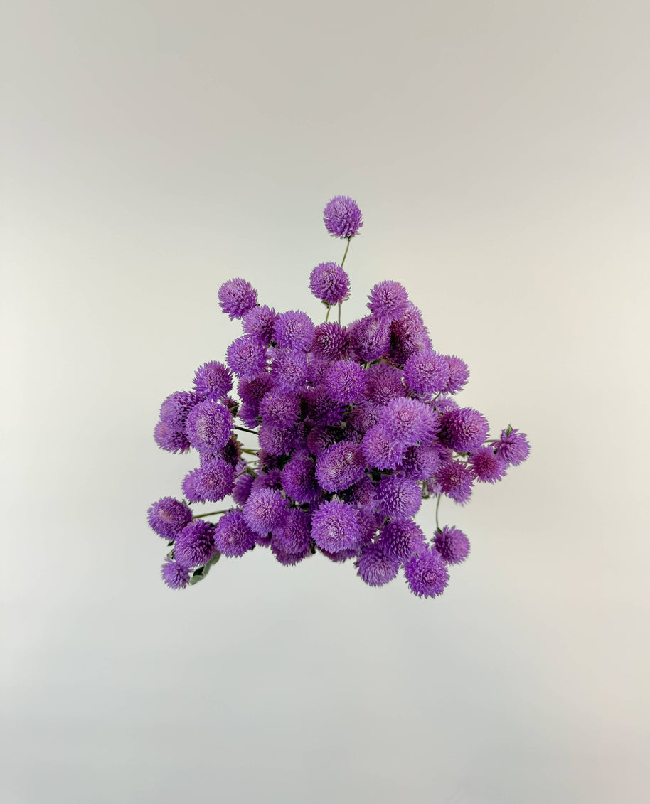Raspberries and Cream Globe Amaranth – Natural Dried Flowers