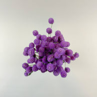Raspberries and Cream Globe Amaranth – Natural Dried Flowers