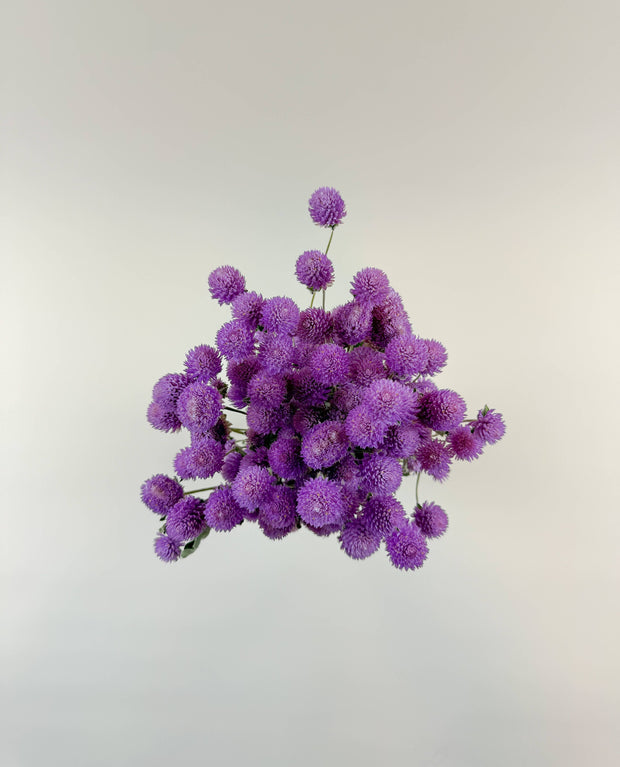 Raspberries and Cream Globe Amaranth – Natural Dried Flowers