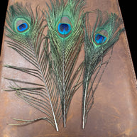 Peacock Feathers