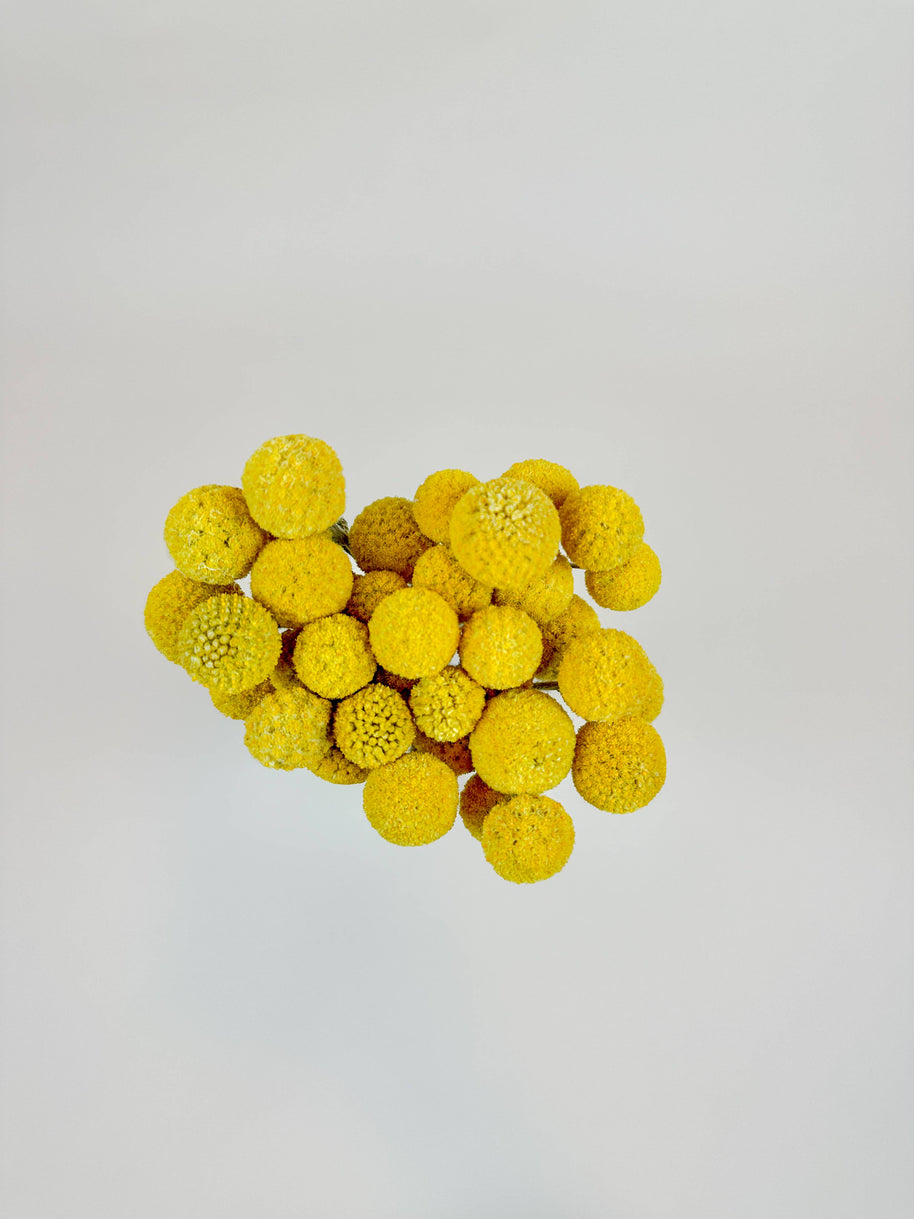 Craspedia (Drumstick Flower) – Naturally Air-Dried