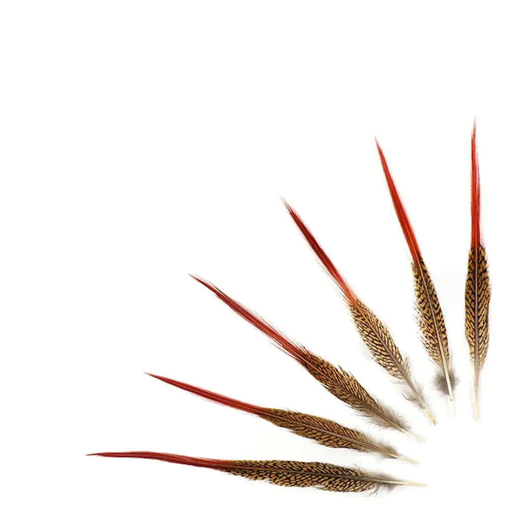 Golden Pheasant Red Top Tails 10-12"- Natural