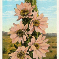 Art Print CD-48 Cactus in Bloom