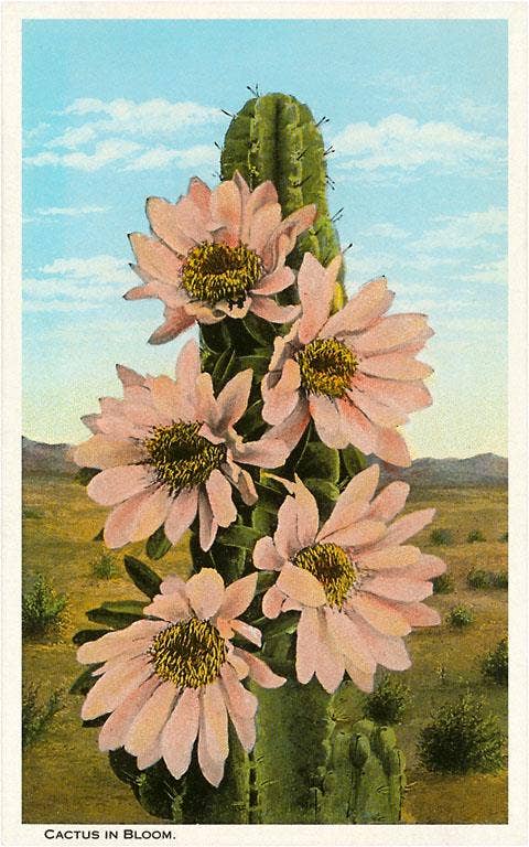 Art Print CD-48 Cactus in Bloom